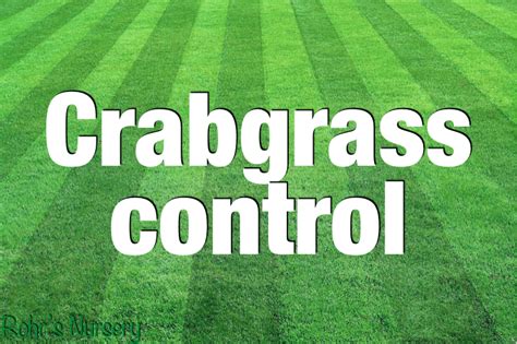 Crabgrass Control And Advice