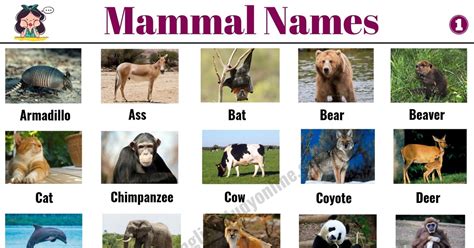 List of Mammals: 50+ Popular Mammal Names with Examples and ESL