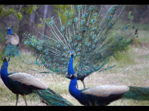 Brahmachari Peacock Remark How Peacocks Have Sex Is Most Searched Hot Sex Picture