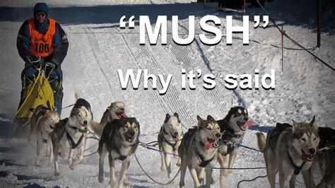Erudition Why Do They Say Mush To Make Sled Dogs Go