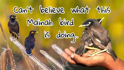 Mynah Bird Cant Believe What This Mynah Bird Doing Bird Of World