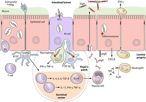 • salmonella organisms appear to rely on invasion genes to penetrate host enterocytes. Vaccination against Salmonella Infection: the Mucosal Way | Microbiology and Molecular Biology ...