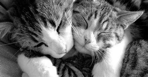 Hug Cats Couple Love Romantic Kittens Loveliness