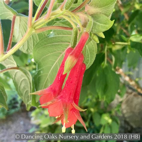 Data specific to fuchsias (edit). Fuchsia 'Speciosa', Hardy Fuchsia | Ornamental ...