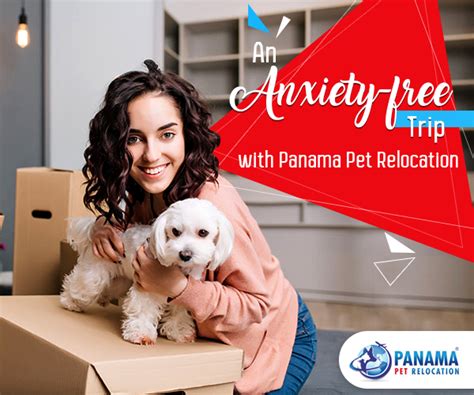 Why choose our pet transport services? Engaging Pet Relocation Services Means an Anxiety-free Trip