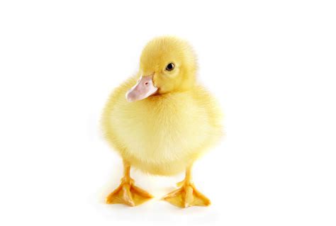 Spring Portraits With Real Baby Ducks Whats Up In The