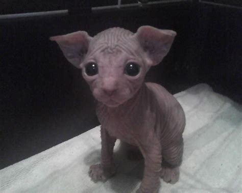 The sphynx cat is not totally hairless. Sphynx Cats For Sale | Roberts, IL #218722 | Petzlover
