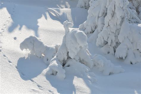 3840x2160 Wallpaper Snow Covered Tree During Daytime Peakpx