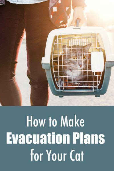 How To Evacuate Cats In An Emergency
