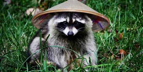 One Of The Handful Of Things China Doesnt Make — Raccoons Sqwabb