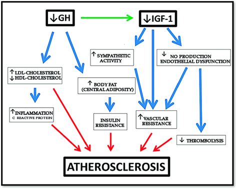 Effects Of Gh Deficiency On Atherosclerosis Gh Growth Hormone Igf 1