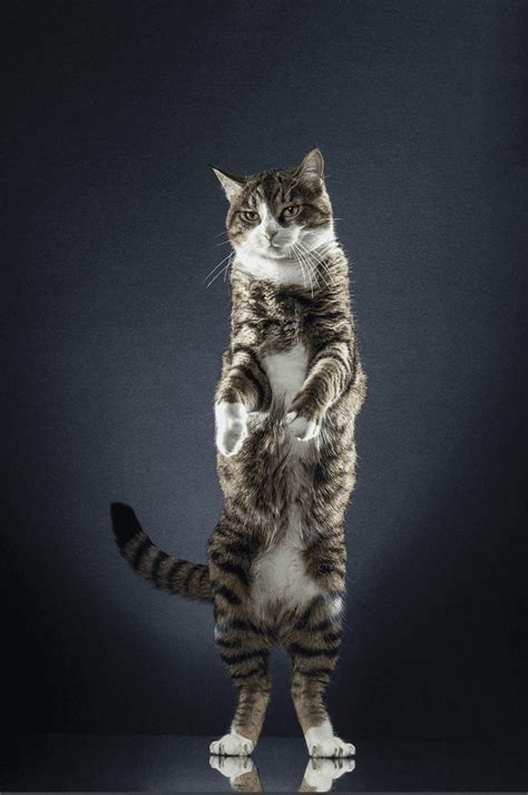 Photographer Captures Images Of Cats Standing And Theyre Purrfect