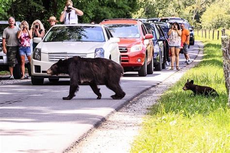 Best Time To See Bears In The Smoky Mountains Wildlife Informer