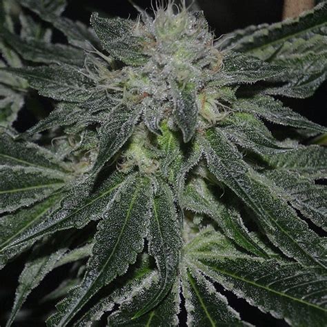 Blast Gage Green Genetics Cannabis Strain Info