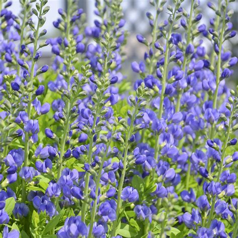 Doxo is the simple, protected. False Indigo - TheTreeFarm.com