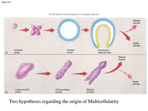 Ppt Chapter 9 Multicellular And Tissue Organization Powerpoint