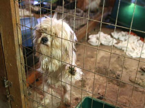 Authorities Bust Alleged Puppy Mill With 138 Dogs Northeast Of Dallas