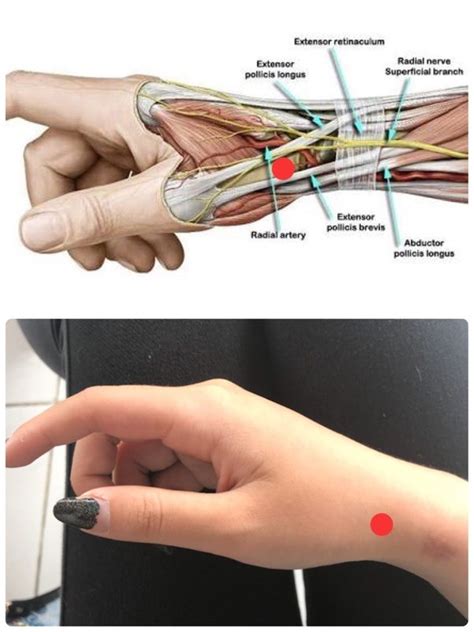 You can also find pictures of achilles tendon, human tendon locations diagrams, wrist tendon diagram. How to ease up severe forearm tendonitis pain - Quora
