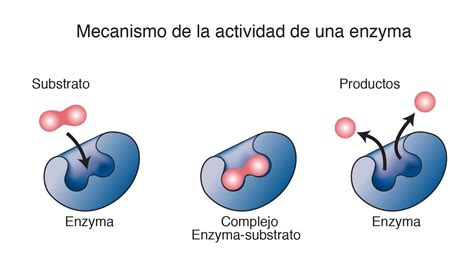 Enzimas São Proteínas Que Atuam Como Catalisadores De Reações Químicas