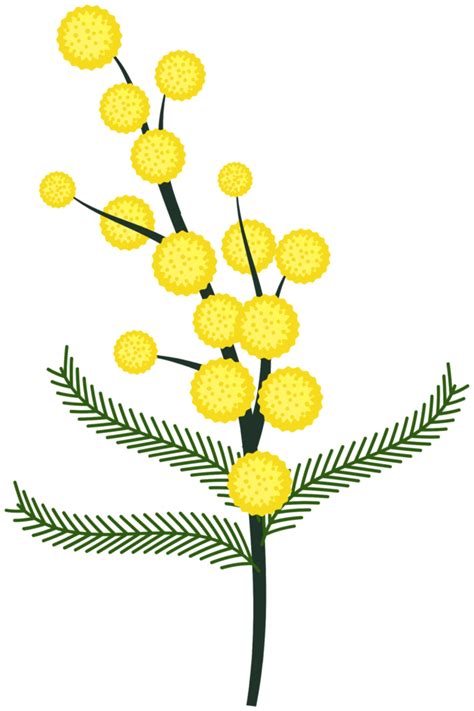 Fleur De Mimosa Png