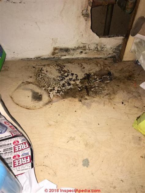 My leak left water on the painted plywood under the kitchen sink for so long that the top layer rippled and then delaminated. Mold Recognition FAQs-3 Mold growth questions & answers