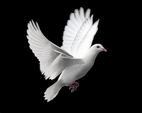 Dove Animation 1 Amy Gaharu Flickr