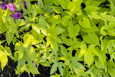 Sweet Potato Vine Plant Care And Growing Guide