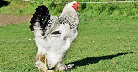 The Ultimate Brahma Chicken Guide Everything You Need To Know From