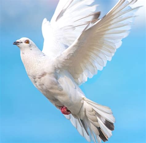 White Doves Birds