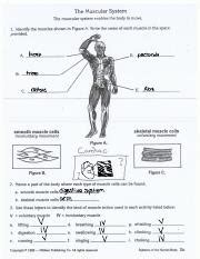 The human muscular system is complex and has many functions in the body. Muscles WS - The Muscular System The muscular system enables the body to move 1 Identify the ...