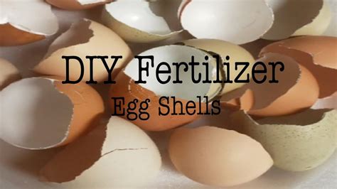How To Make Fertilizer Out Of Egg Shellsorganic Gardening Youtube