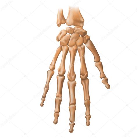 Huesos De La Mano Humana Anatomía Ilustración Vectorial Aislada O