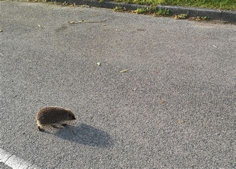 Ghost Hedgehogs In Dorset Hedgehog Street