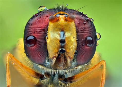 Bug Eyed Macro Insect Photos