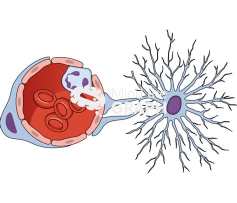 Blood Vessel Pericytes Leukocyte Astrocytes 2 Transversal Mind The Graph