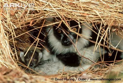 Black And White Ruffed Lemur Mother And Infant In Nest Lemur