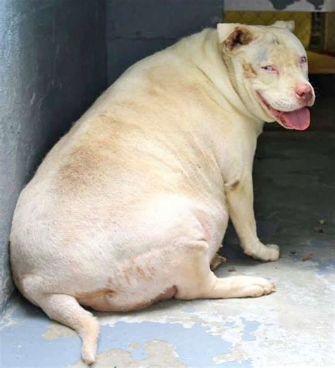 Obese Shelter Dog Loses Half Her Weight The Dodo