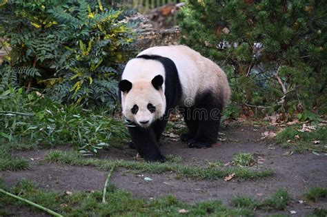 A Giant Panda Walks Stock Photo Image Of Hungry Endangered 163653266
