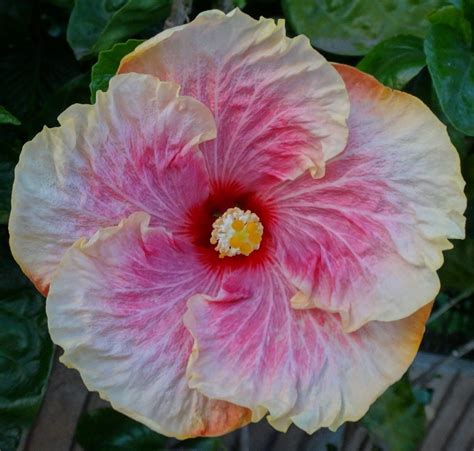 Hibiscus Tahitian Imperial Blossom Plants House Plants Hibiscus