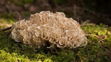 39 Different Types Of Edible Mushrooms With Photos Clean Green Simple