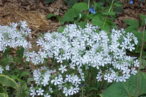 In The Garden Wildflower Wednesday