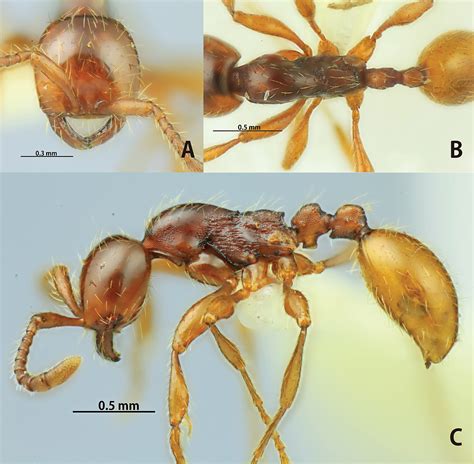 The Aenictus Ceylonicus Species Group Hymenoptera Formicidae
