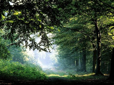 Background Nature Forest Green Top Free Download Images