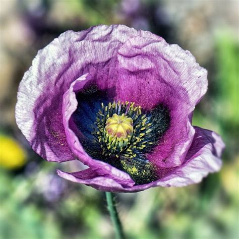 Amapola. La flor del opio... | Flores