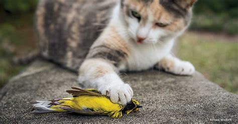 How Many Birds Are Killed By Cats Every Year Statistics To Know In