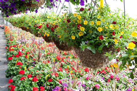 See full list on cultivationstreet.com Hanging Baskets - Creek Side Gardens