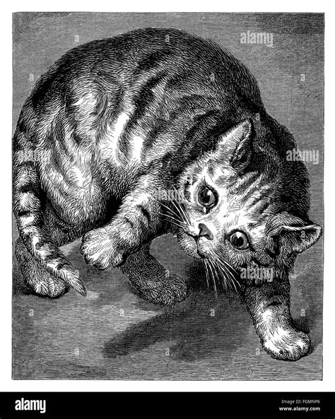 Black And White Engraving Of A Cat Or Kitten Chasing Its Tail Stock