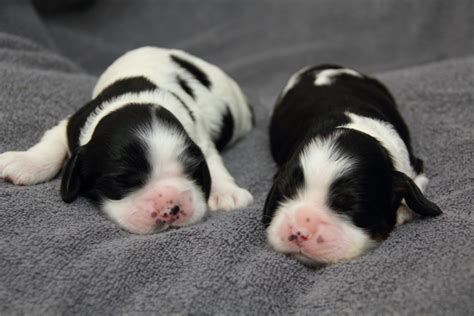 Joanna And Steveos Puppies Birth To 4 Weeks