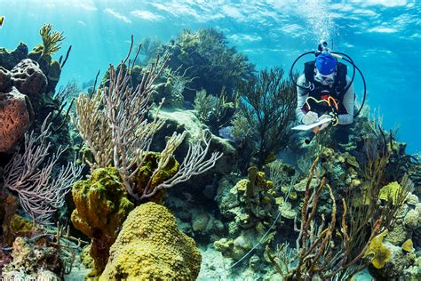 Bahamas Coral Reef Report Card Padi Course Director Cyprus