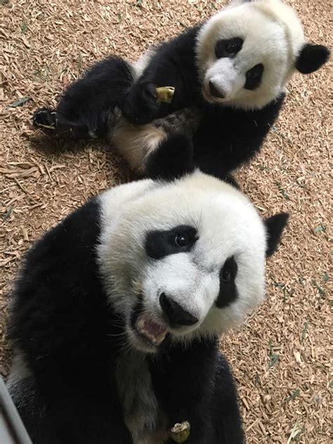 Panda Updates Wednesday February 21 Zoo Atlanta